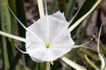 Henry's spiderlilly